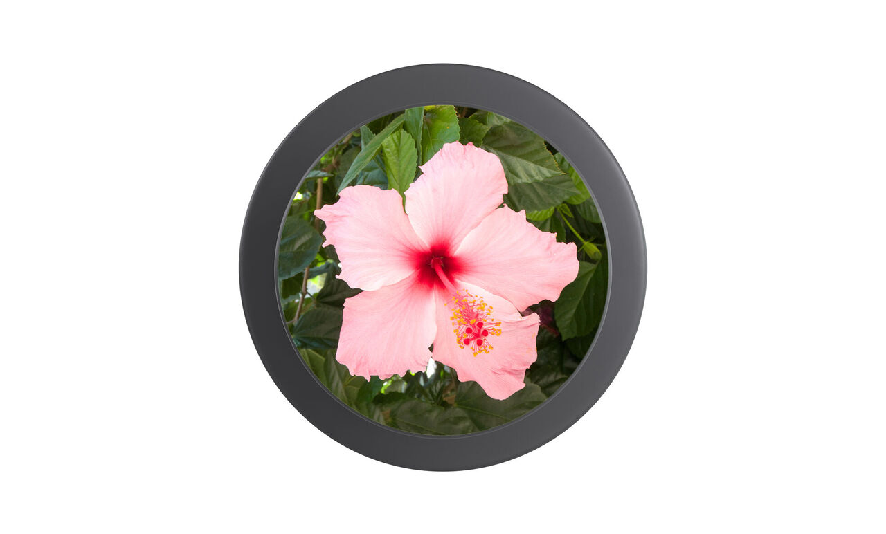 Runder Handyhalter mit Foto einer rosa Blüte vor grünen Blättern