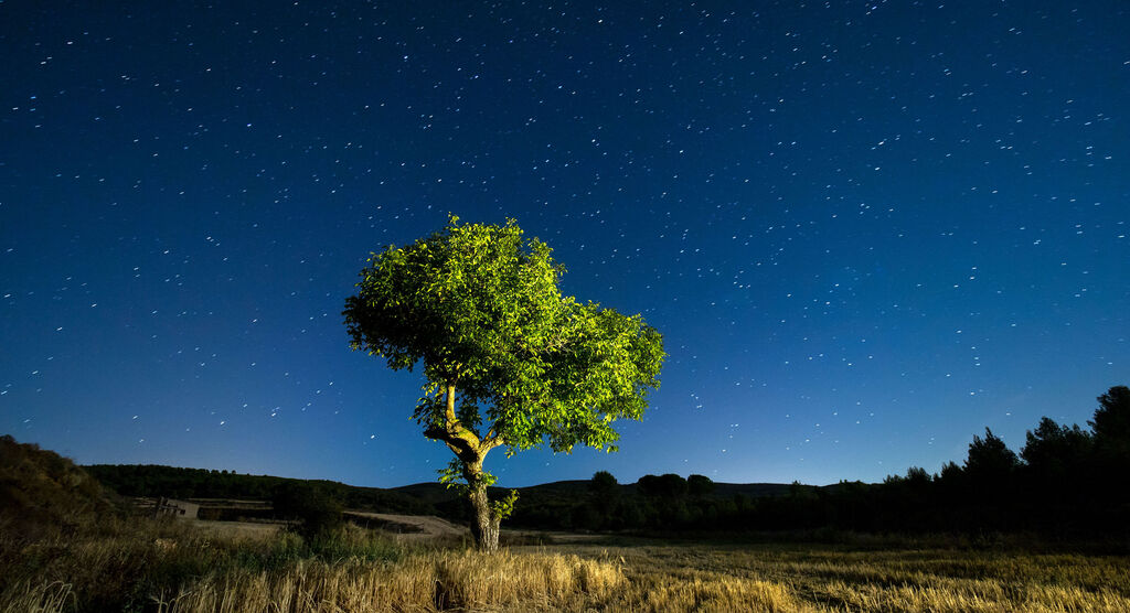 Grüner Baum auf Feld unter klarem Nachthimmel mit vielen Sternen